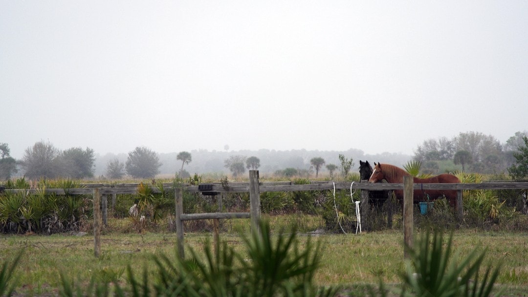 Horses in the corral